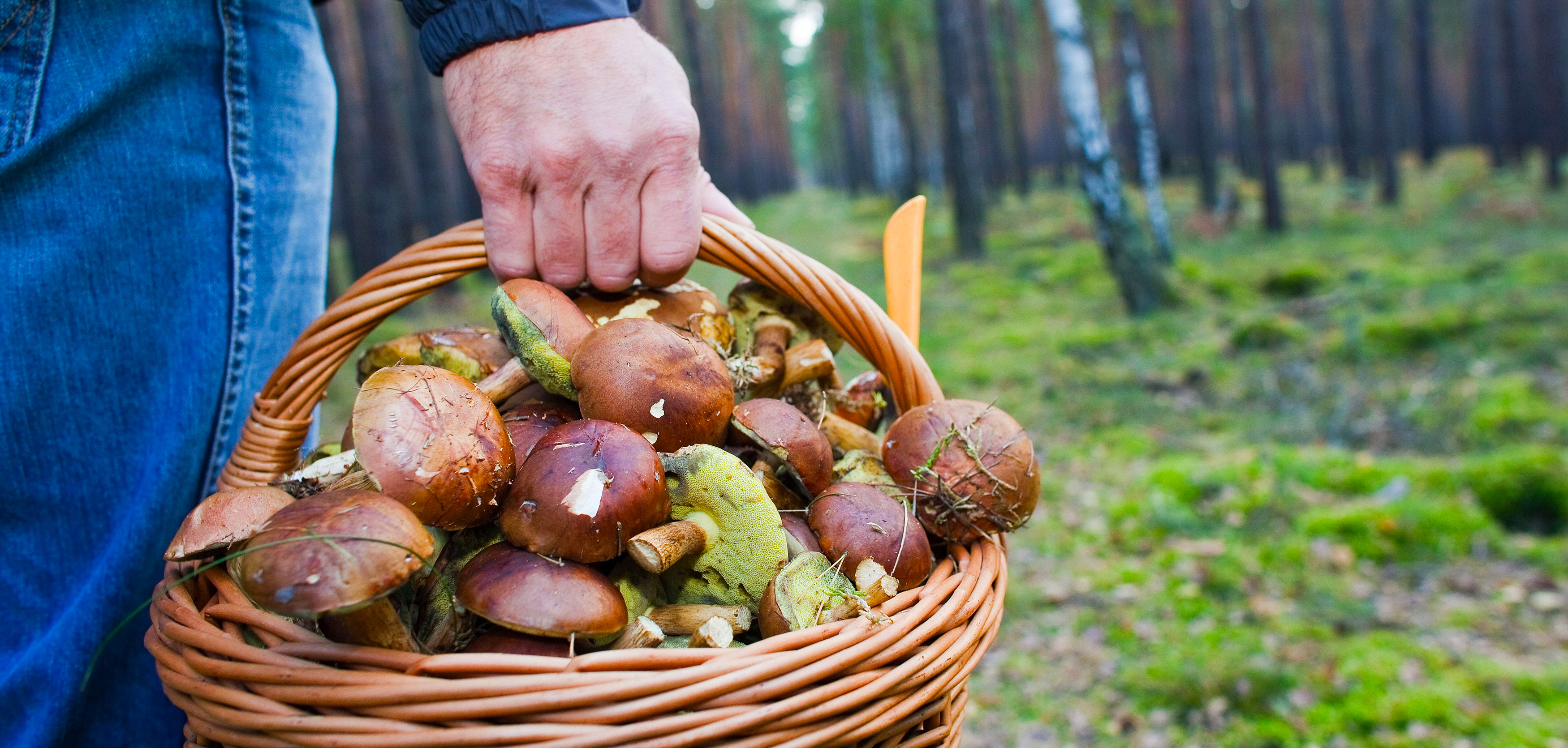 Для урожайной осени: ТОП-10 грибных мест под Одессой - фото