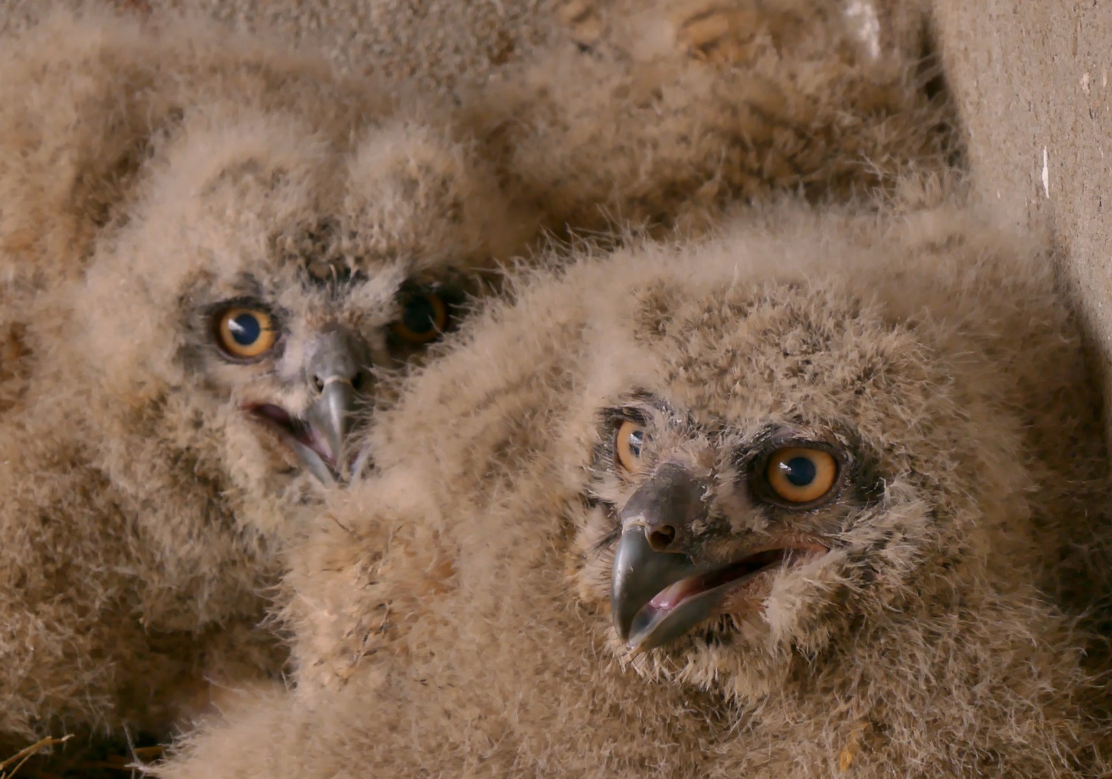 В Одесском зоопарке родились птенцы филина Фото: горсовет