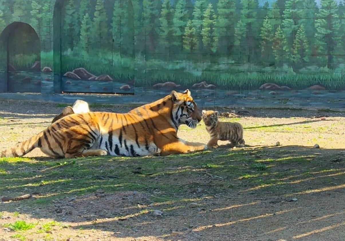 В Одесском зоопарке амурская тигрица впервые вывела на прогулку своего малыша Фото: кадр из видео
