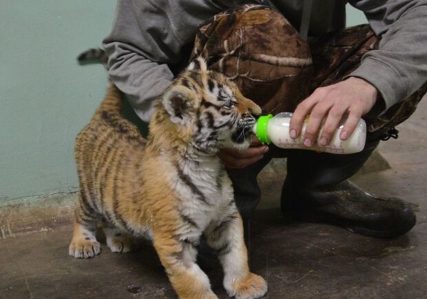 Подрастет на карантине: Одесский зоопарк купил маленькую тигрицу  фото