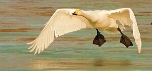 Полетів у бік польського консульства: зі Стрийського парку втік лебідь 