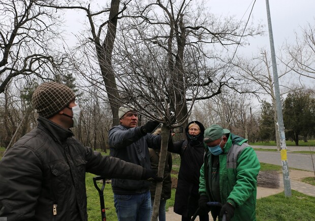 Будет красиво: в двух одесских парках высадили декоративные вишни фото