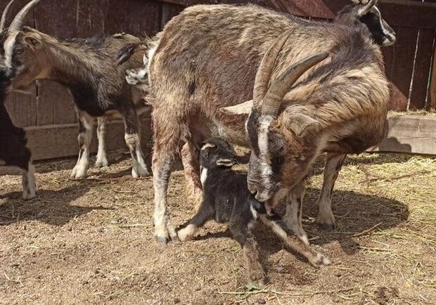 Пополнение: в Одесском зоопарке родился милый козленок фото