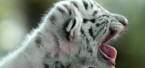 Такие милашки: в Бердянском зоопарке родились белые тигры (видео)