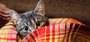 Доставай плед: запорожцев предупреждают о заморозках