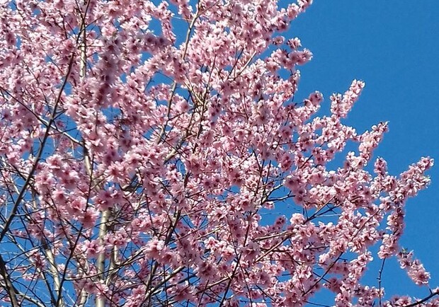 Карантинная весна: в Ботсаду вовсю цветут деревья фото