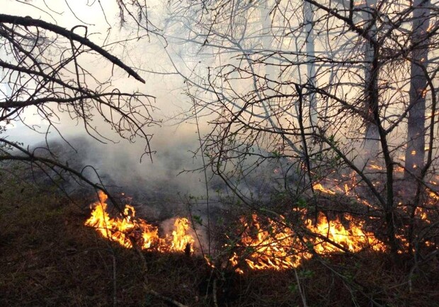 Пикники: за сутки в Одесской области сгорели 17 гектар  фото