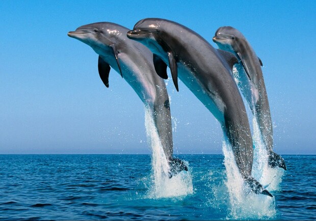 В одесский порт приплыли дельфины: смотри видео фото