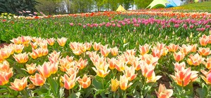 Полюбуйся: на Спивочем поле расцвели тюльпаны