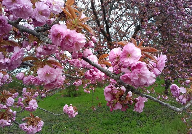 Жаль не увидим: как в Одессе цветет сакура фото