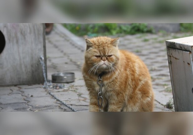 Тащил кота на цепи: в Одессе живодером займется полиция  фото