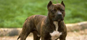 Гуляла без намордника: на Таирова бойцовская собака напала на пенсионерку 