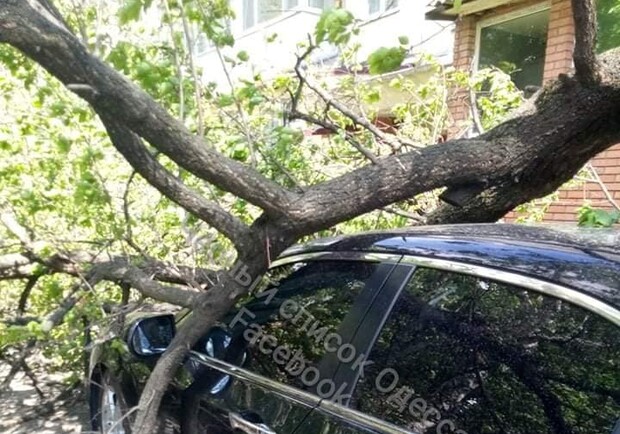 На одессита упало несуществующее дерево: он подает в суд фото