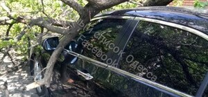 На авто одессита упало несуществующее дерево: хозяин подает в суд