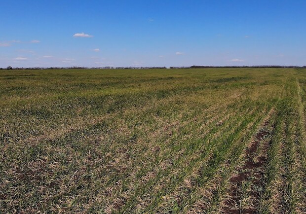 Засуха: в Одесской области может погибнуть до 70% урожая  фото