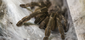 Ой, мамочки: днепрянин поймал у дома большого мохнатого паука