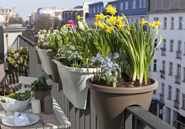 Посади на балконе: где в Одессе купить растения и все для садоводства  фото