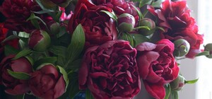 Дізнайся: як у Львові відзначатимуть 8 і 9 травня 