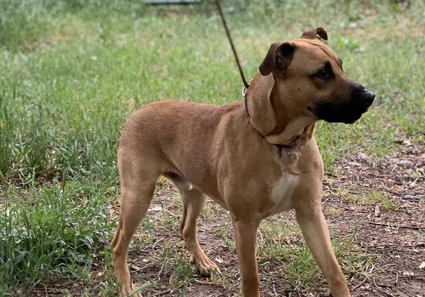 Собака, которую подстрелили патрульные в Одессе, выздоравливает: хозяину ее не отдадут фото