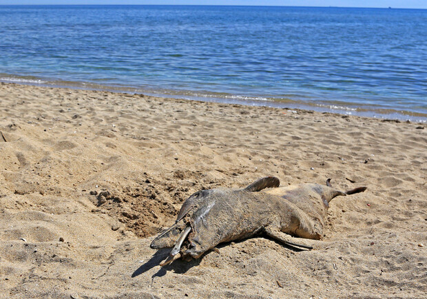 Возле Рыбпорта нашли мертвого дельфина. Фото: Думская