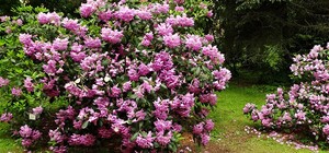 Фотофакт: в ботаническом саду Фомина расцвели рододендроны