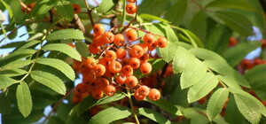 Возле Дома Руссова высадили рябину: видео