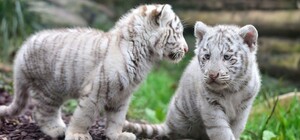 Милота: в бердянском зоопарке белая тигрица впервые вывела малышей