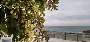 Символ города: как в Одессе цветет акация