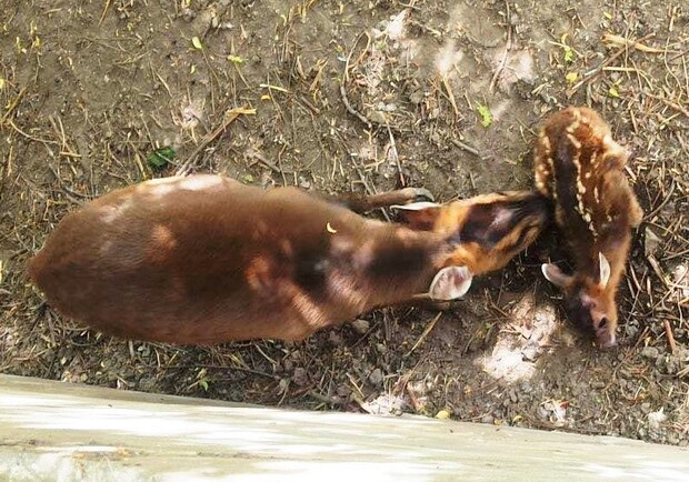 Очаровательный малыш: в одесском зоопарке родился олененок  - фото