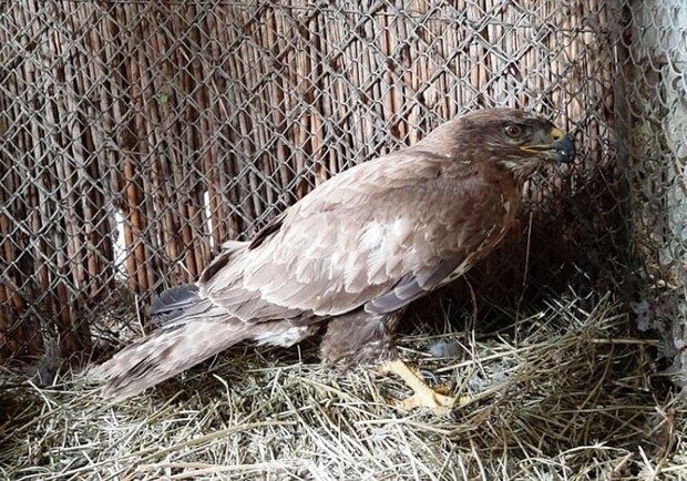 В Одесском зоопарке выхаживают раненную птицу Фото: горсовет