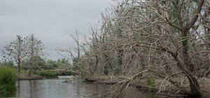 Сказочная природа: недалеко от Одессы находится удивительный 