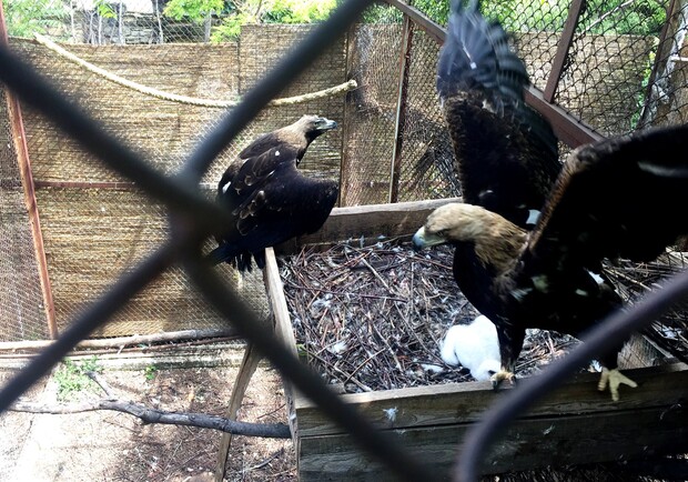 Впервые в Украине: в одесском зоопарке родился птенец орла-могильника - фото