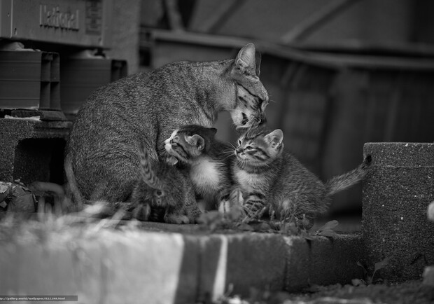 В Одессе спасали кошку с котятами: их замуровали в подвале. Фото: gallery.world