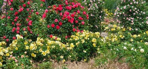 Любуемся: в одесском ботсаду цветет розарий 