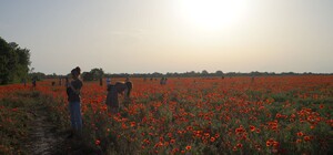 Ради селфи: одесситы массово облюбовали маковое поле