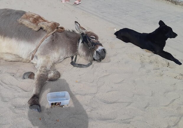 В Лузановке на пляже заметили ослика: его выгуливал пьяный хозяин - фото