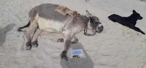 В Лузановке на пляже заметили ослика: его выгуливал пьяный хозяин