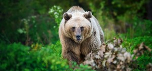 Провідай ведмедиків: притулок «Домажир» відчиниться для відвідувачів