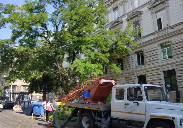 На Дерибасовской ради очередного заведения хотят спилить дерево - фото