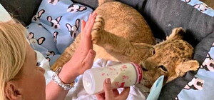 Стало известно о состоянии львенка, которого таскали по одесским клубам 