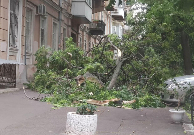 Из-за сильного ветра в Одессе упали 63 дерева: пострадали два человека - фото