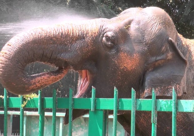 Одесский зоопарк показал купание слонихи Венди Фото: YouTube