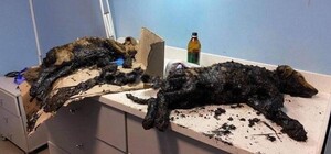 Какая жуть: в Днепре спасают щенков, которые упали в смолу на стройке (видео 18+)