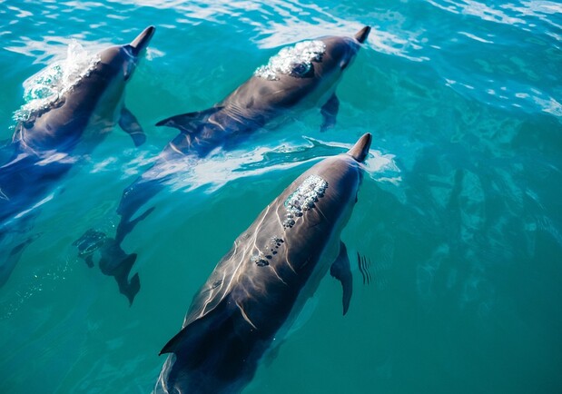 Вышли в открытое море: дельфинов спасли из ловушки на одесском пляже. Фото: pixabay
