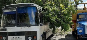 Фотофакт: в центре города упавшее дерево приостановило работу троллейбусов