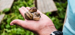 Самая большая в Европе: как под Харьковом работает ферма улиток