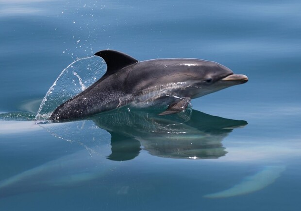 На пляже возле Delfi нашли мертвого дельфиненка Фото: Свідок