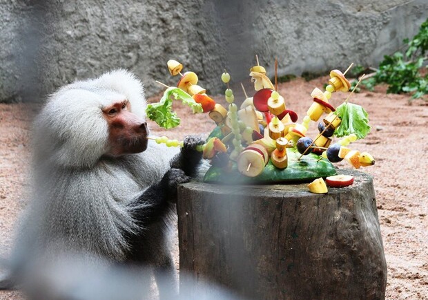 Праздник в зоопарке: посмотри как кормят енотов и павианов. Фото: Одесский зоопарк