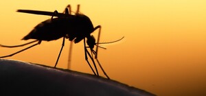 Перестанут кусаться: столичные водоемы обрабатывают от комаров