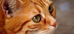 С 5 этажа: на Троещине сумасшедший хозяин выбросил кота в окно